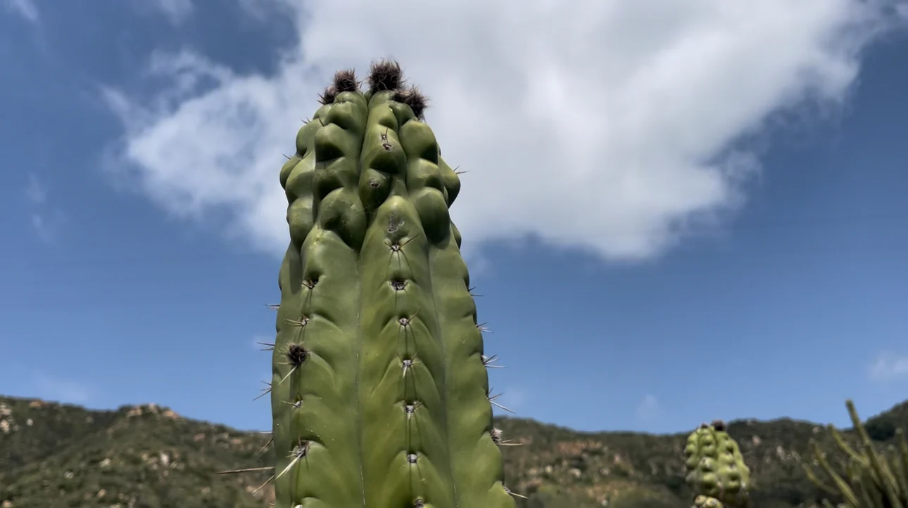 Cultivate Your Desert Sanctuary